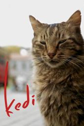 Kedi Poster Image