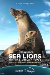 Sea Lions of the Galapagos movie poster: A sea lion emerges from the water