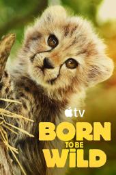 Born to Be Wild TV show poster: A close up of a baby cheetah with the title Born to be Wild.