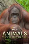 Animals: They're Just Like Us: A very large Ape sits staring into a camera behind the title words.