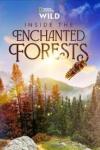 Inside the Enchanted Forests: TV Image, blue sky, bee buzzing, trees and rolling hills behind brown title