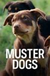Muster Dogs: TV Image, red and tan Kelpie dogs with grassy background