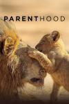 Nature: Parenthood TV show poster: A lion cub paws at the head of a grown lion.