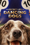 The Secret Life of Dancing Dogs poster: Close up of dog's face and score signs with 10s at each upper corner. 