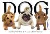 Dog Poster Image