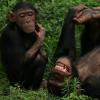 Escape to Chimp Eden Poster Image